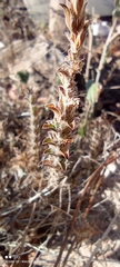 Tetramerium nervosum