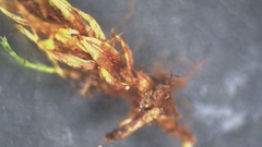 Ptychostomum creberrimum