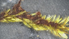 Ptychostomum creberrimum