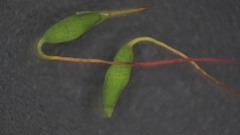 Ptychostomum creberrimum