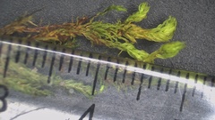Ptychostomum creberrimum