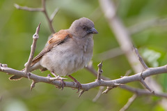 Northern Grey-Headed Sparrow photo 1