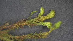 Ptychostomum creberrimum