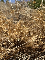 Vicia nervata