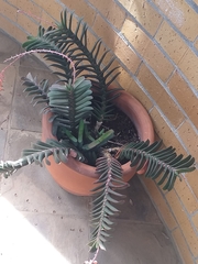 Gasteria rawlinsonii