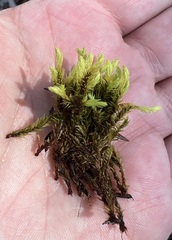 Ptychostomum creberrimum