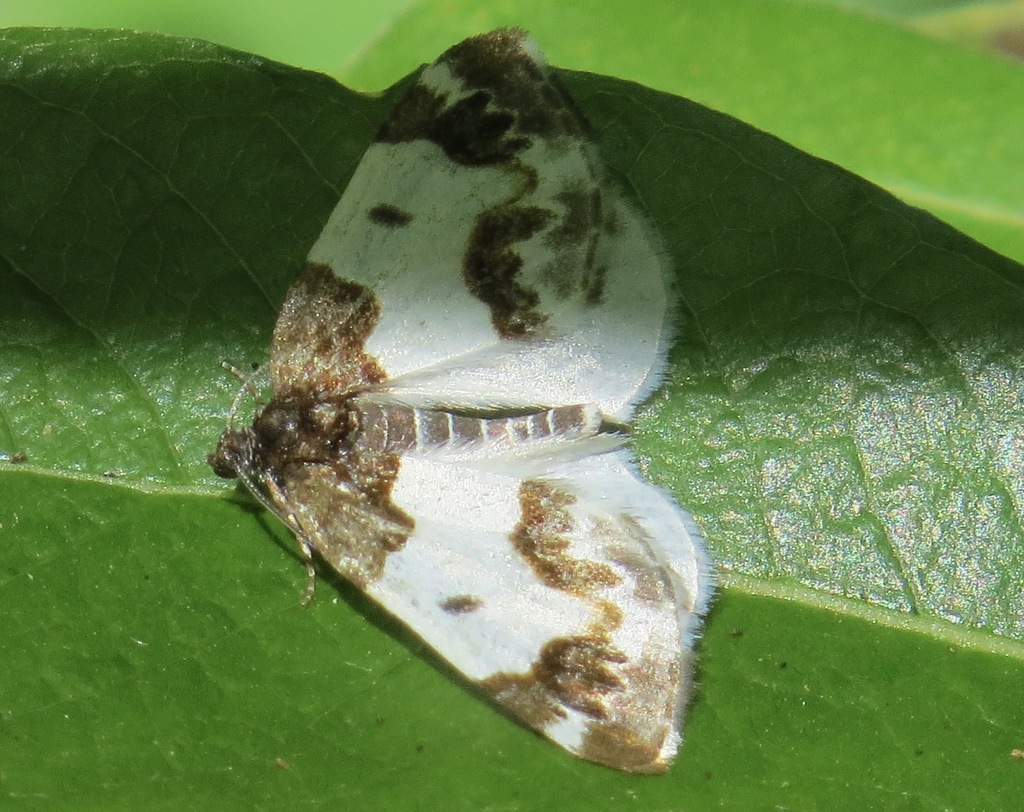 Half-white Carpet Moth