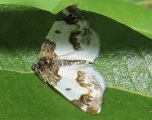 Western White-Ribboned Carpet