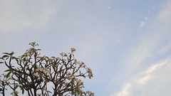 Plumeria rubra