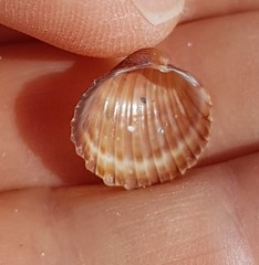 Acanthocardia paucicostata