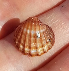 Acanthocardia paucicostata