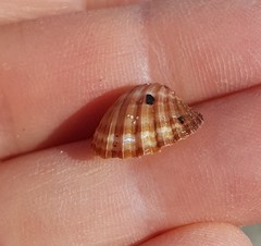 Acanthocardia paucicostata