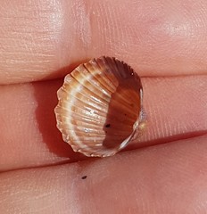 Acanthocardia paucicostata