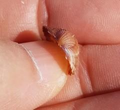 Acanthocardia paucicostata