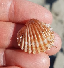 Acanthocardia aculeata