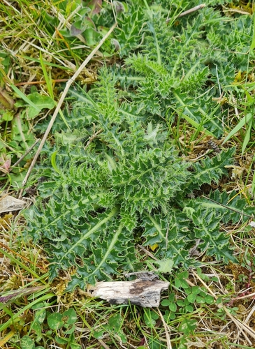 Cirsium acaulon, photograph 6