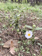 Cistus salviifolius
