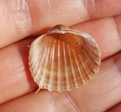 Acanthocardia aculeata