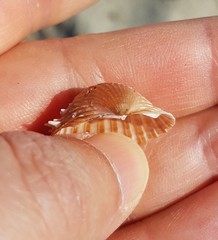 Acanthocardia aculeata