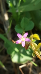 Centaurium pulchellum