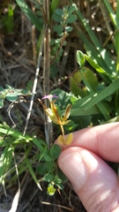 Centaurium pulchellum