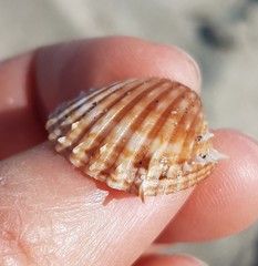 Acanthocardia aculeata