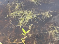 Egeria densa