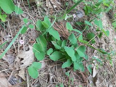 Clematis carrizoensis