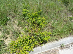 Euphorbia verrucosa