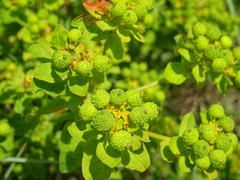 Euphorbia verrucosa