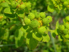 Euphorbia verrucosa
