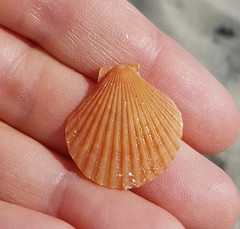 Aequipecten opercularis