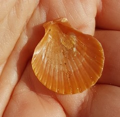 Aequipecten opercularis