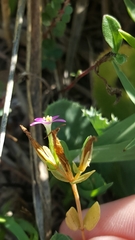 Centaurium pulchellum