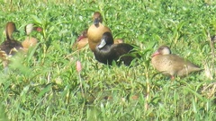 Netta erythrophthalma