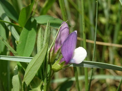 Vicia bithynica