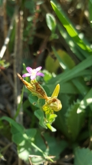 Centaurium pulchellum