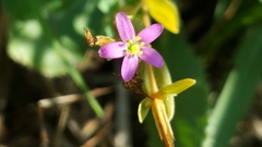 Centaurium pulchellum