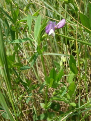 Vicia bithynica
