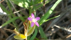Centaurium pulchellum