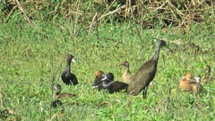 Netta erythrophthalma