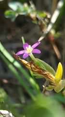 Centaurium pulchellum