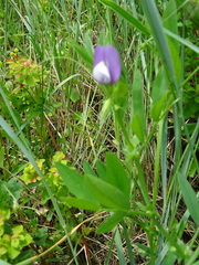 Vicia bithynica