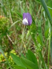 Vicia bithynica