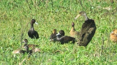 Netta erythrophthalma