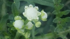 Parthenium hysterophorus