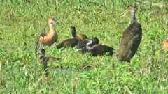 Netta erythrophthalma