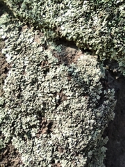 Fungi