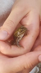 Lithobates pipiens