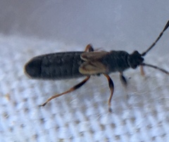 Ischnodemus sabuleti